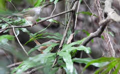 Prinia rufescens