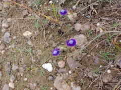 Utricularia reticulata