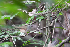 Prinia rufescens