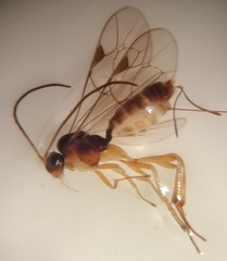Orthocentrinae
