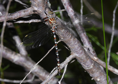 Austroaeschna speciosa