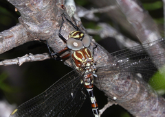 Austroaeschna speciosa