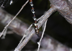 Austroaeschna speciosa