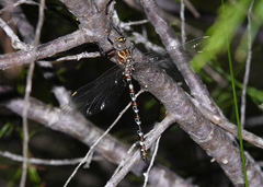 Austroaeschna speciosa
