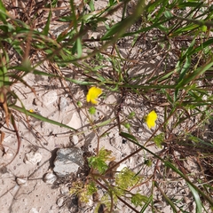 Ranunculus scandicinus