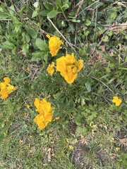 Angiospermae