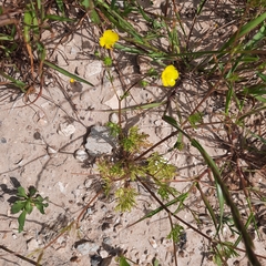 Ranunculus scandicinus