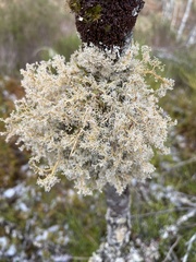 Sphaerophorus globosus