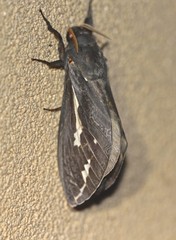 Abantiades atripalpis