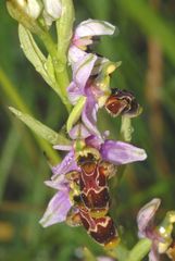 Ophrys scolopax apiformis