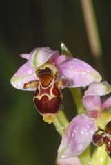 Ophrys scolopax apiformis