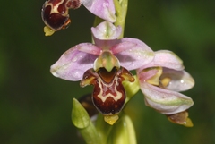 Ophrys scolopax apiformis