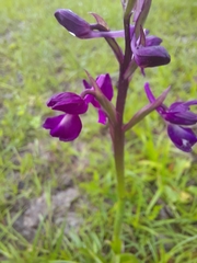 Anacamptis laxiflora