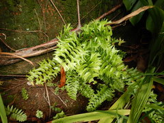 Nephrolepis falcata