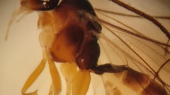 Orthocentrinae