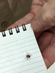 Amblyomma triguttatum