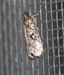 Cryptaspasma sordida