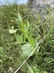 Lathyrus ochrus