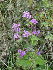 Lunaria annua annua