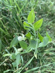 Lathyrus ochrus