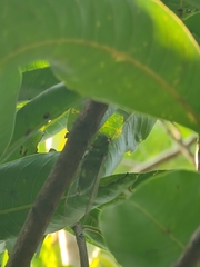 Dundubia terpsichore