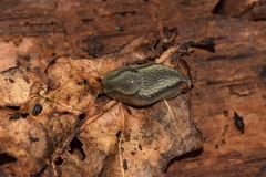 Arion silvaticus