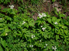 Cardamine waldsteinii