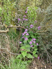 Lunaria annua annua