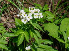 Cardamine waldsteinii