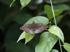 Euthalia monina