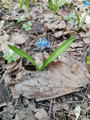 Scilla siberica