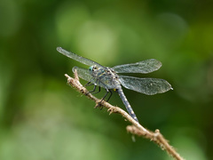 Onychothemis testacea