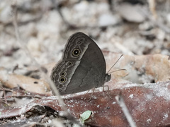 Mycalesis perseoides