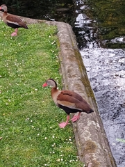 Dendrocygna autumnalis