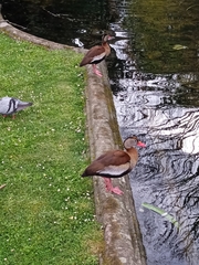 Dendrocygna autumnalis