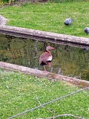Dendrocygna autumnalis