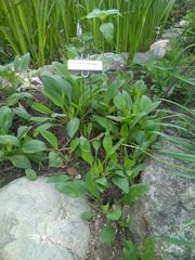Helianthus anomalus