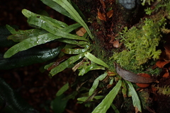 Notogrammitis angustifolia nothofageti