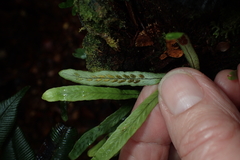 Notogrammitis angustifolia nothofageti