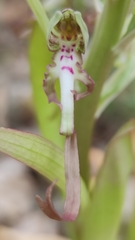 Himantoglossum hircinum