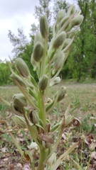 Himantoglossum hircinum