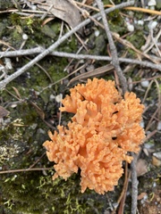 Ramaria capitata