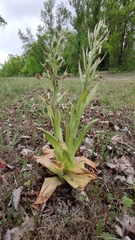 Himantoglossum hircinum
