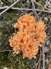 Ramaria capitata