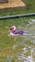 Lophodytes cucullatus