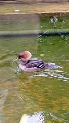 Lophodytes cucullatus