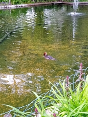 Lophodytes cucullatus