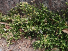 Sagina japonica