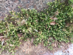 Sagina japonica