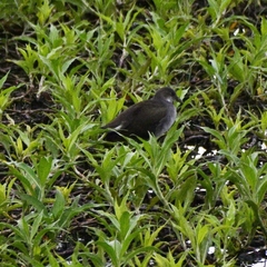 Gallinula chloropus